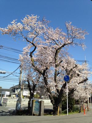桜満開🎵_e0136066_2143343.jpg
