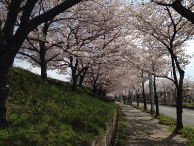 桜満開🎵_e0136066_21433597.jpg