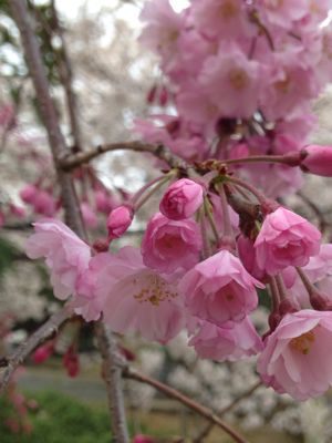 桜満開🎵_e0136066_21433610.jpg