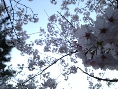 桜満開🎵_e0136066_21433736.jpg