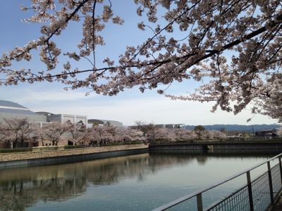 桜満開🎵_e0136066_21433893.jpg