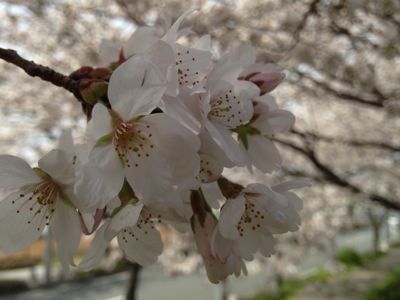 桜満開🎵_e0136066_21433985.jpg
