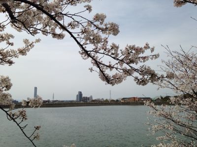 桜満開🎵_e0136066_21434070.jpg