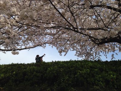 桜満開🎵_e0136066_21434571.jpg