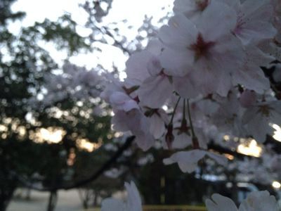 桜満開🎵_e0136066_21434613.jpg