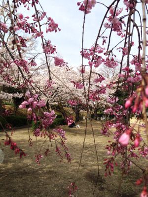 桜満開🎵_e0136066_21465077.jpg