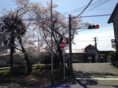 桜満開🎵_e0136066_21514812.jpg