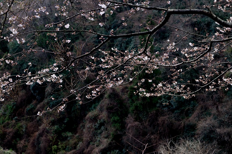 b0198768_16564890.jpg
