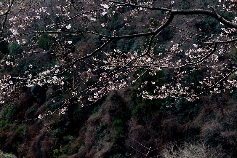 sakura 2014_b0198768_16564890.jpg