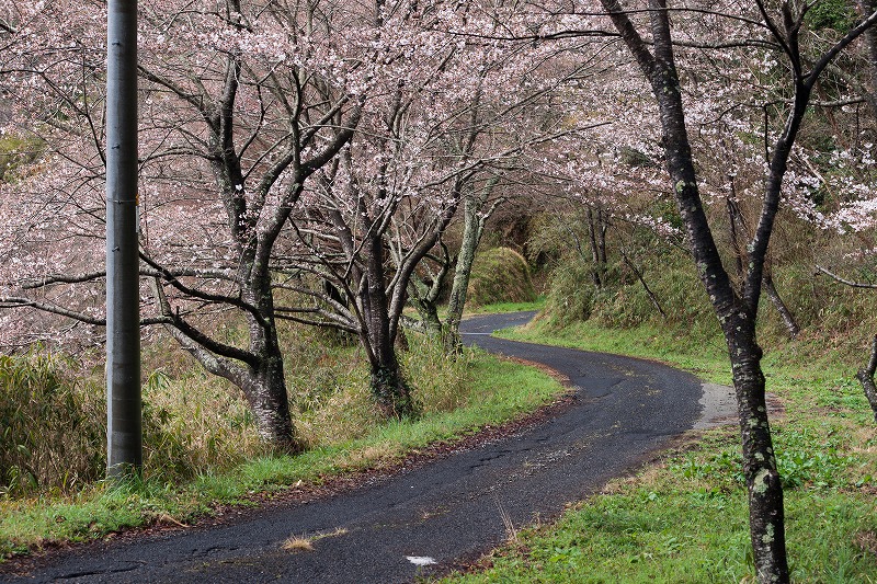 sakura 2014_b0198768_1702457.jpg