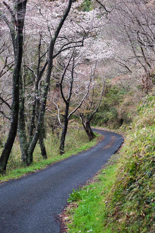 sakura 2014_b0198768_171295.jpg