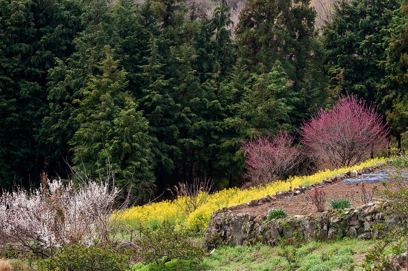 sakura 2014_b0198768_172922.jpg