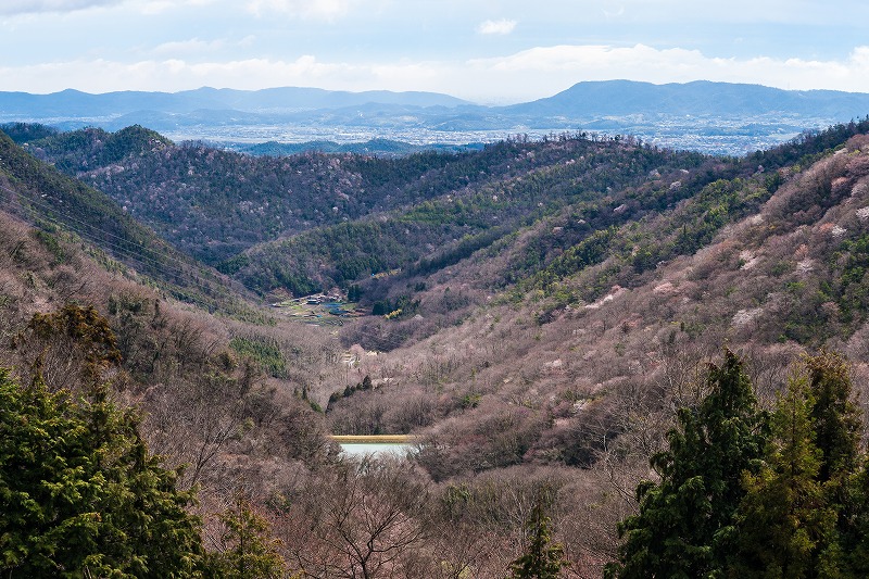 sakura 2014_b0198768_1742872.jpg