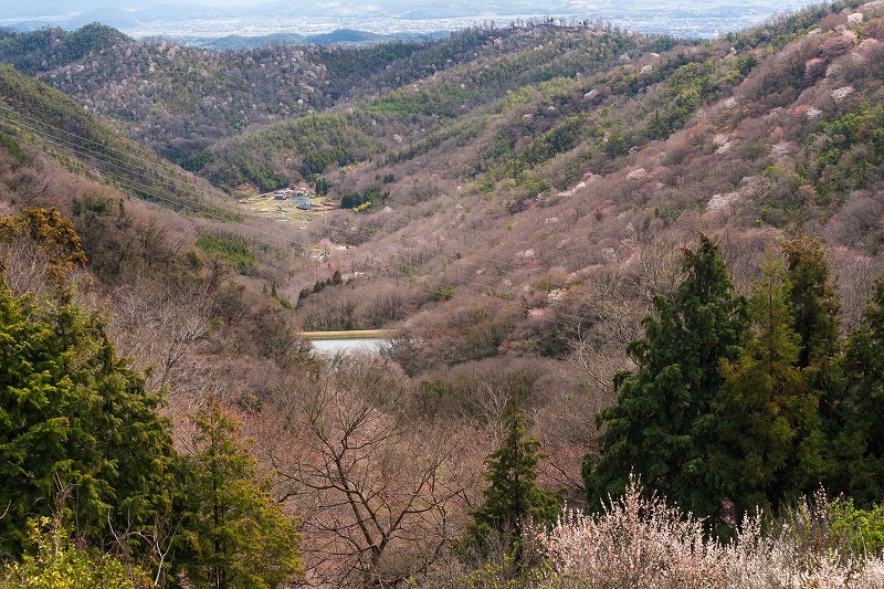 sakura 2014_b0198768_1744776.jpg