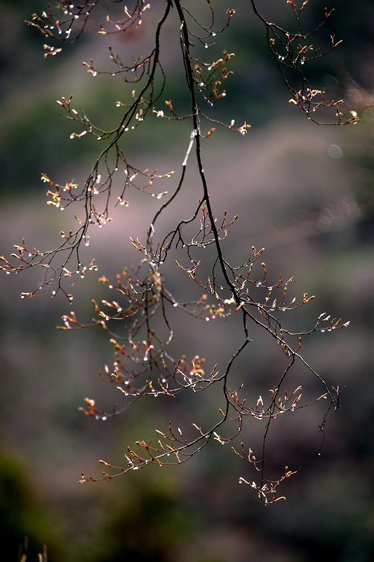 sakura 2014_b0198768_1754778.jpg