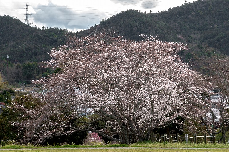 sakura 2014_b0198768_1757436.jpg