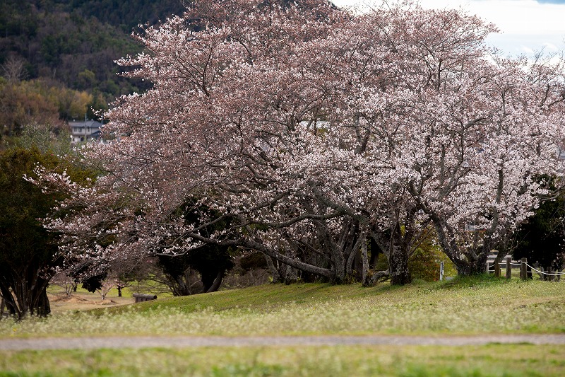 sakura 2014_b0198768_1758512.jpg