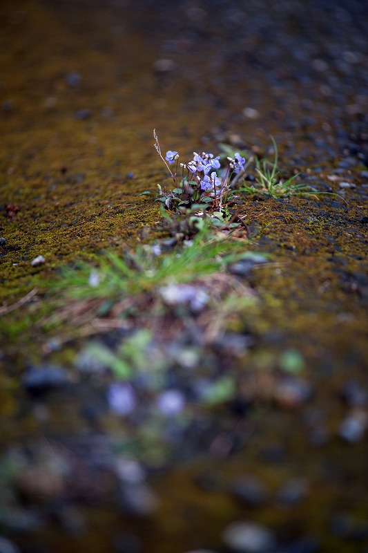 sakura 2014_b0198768_1761995.jpg