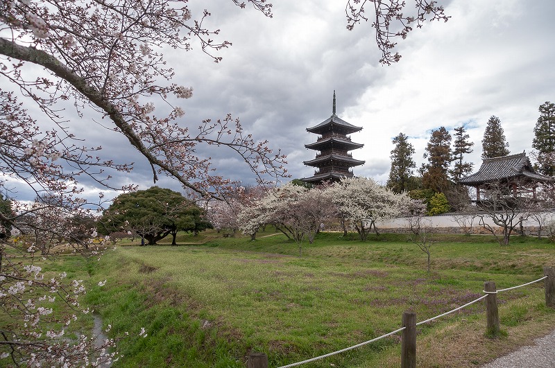 sakura 2014_b0198768_180871.jpg