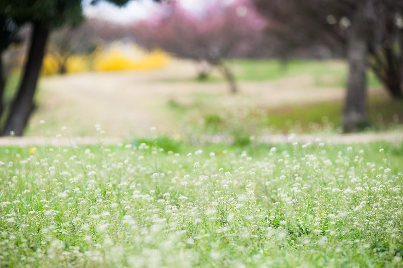 sakura 2014_b0198768_1813116.jpg