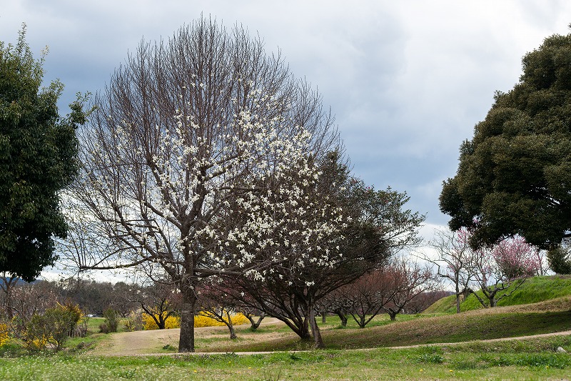 sakura 2014_b0198768_181830.jpg