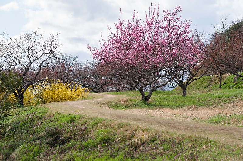 sakura 2014_b0198768_1823090.jpg