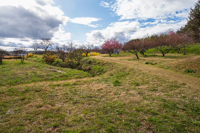 sakura 2014_b0198768_1834323.jpg