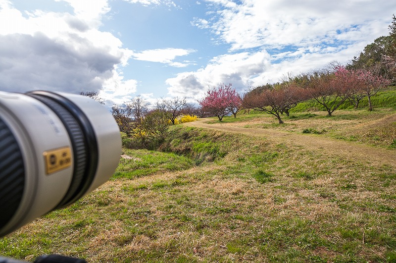 sakura 2014_b0198768_183555.jpg