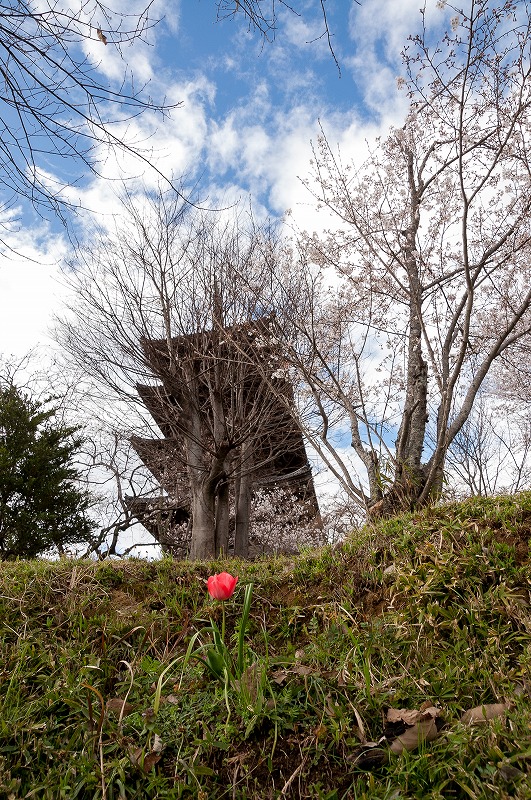 sakura 2014_b0198768_1843348.jpg