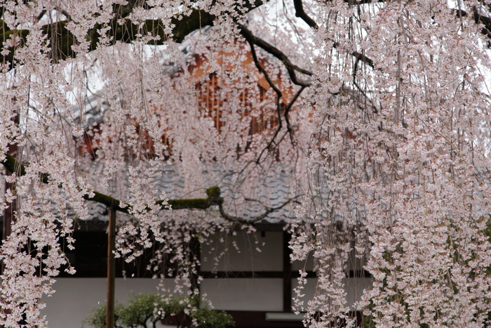 桜　2014 京都<本満寺>　　　　　　　　　　　　　　　　　　　_f0021869_23505577.jpg