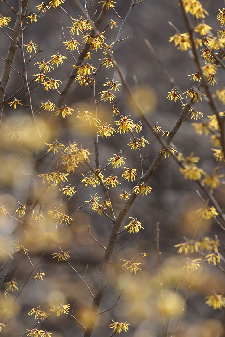 花見山の花たち_e0088874_23424420.jpg