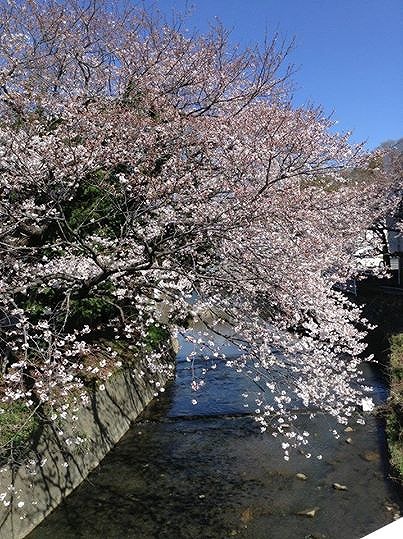 3月31日さだもとクリニック、孫と３Dケーキづくり、友人宅、鯉に餌、桜。_d0143678_23292792.jpg