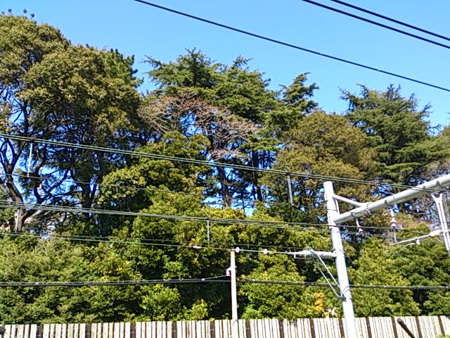 『花粉症』_a0075684_13595350.jpg