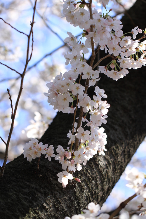 上野は花盛り_b0178388_18143890.jpg