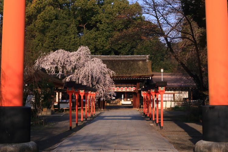 平野神社_e0051888_22235916.jpg