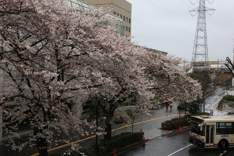 今日の桜_b0195589_3154145.jpg