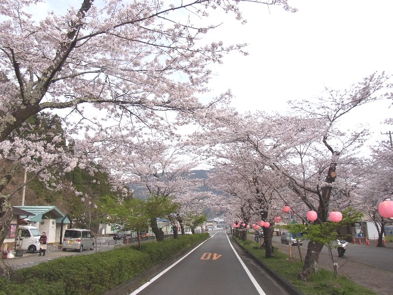 家山 桜トンネル 徳山 しだれ桜 日常生活の報告書 家山 桜トンネル 徳山 しだれ桜 日常生活の報告書