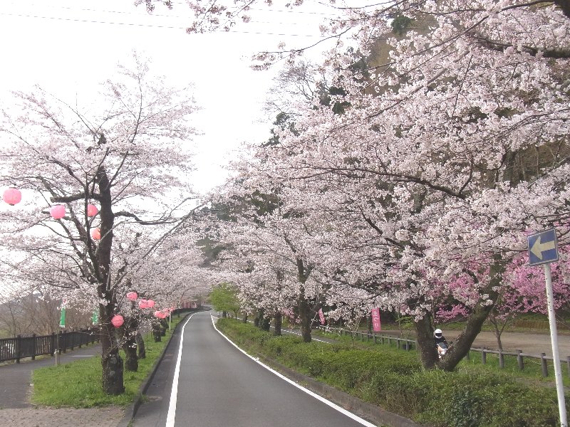 家山 桜トンネル 徳山 しだれ桜 日常生活の報告書 家山 桜トンネル 徳山 しだれ桜 日常生活の報告書