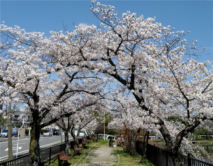 昨日はよく降りましたが，桜は無事。きょうは予想に反して快晴_d0006690_12145161.jpg