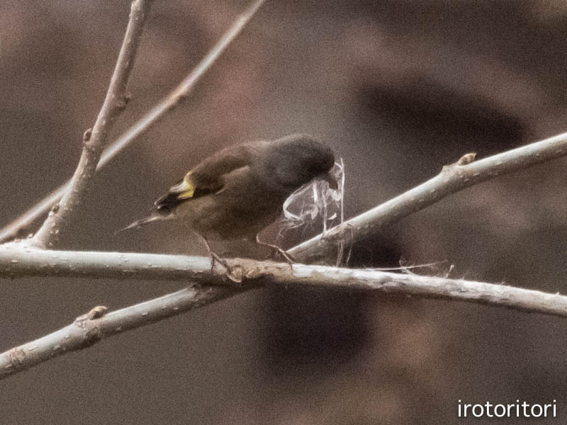 巣材集め　　（カワラヒワ）　　2014/3/30_d0146592_050235.jpg