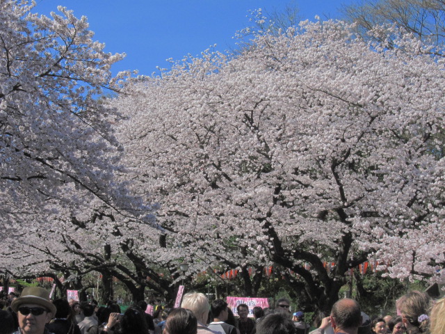 桜満開！ヴァイオリン製作者は桜満開の東京を散策・・・_d0040395_2052438.jpg