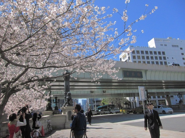 桜満開！ヴァイオリン製作者は桜満開の東京を散策・・・_d0040395_2054539.jpg