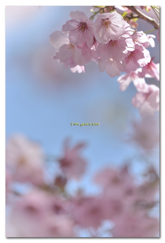 陽光桜_a0157696_21565251.jpg