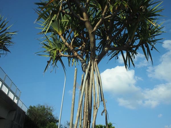 e0124597_0433152.jpg