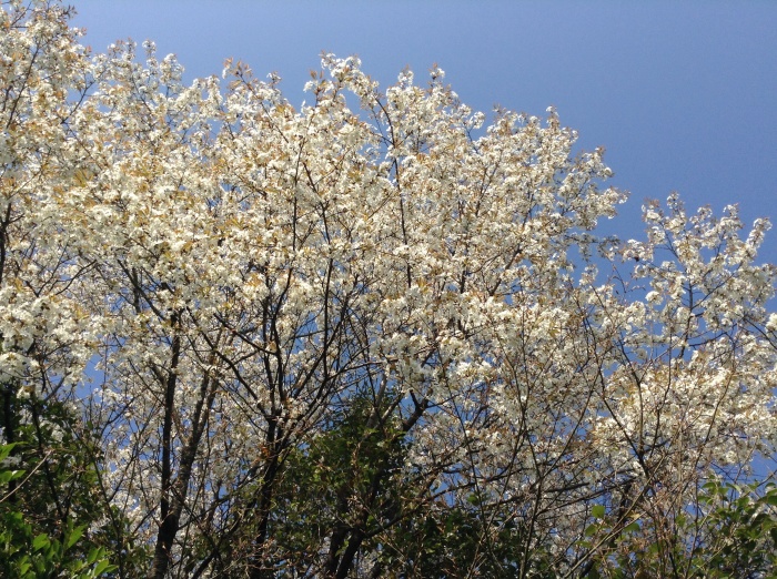 桜_e0221697_00210541.jpg