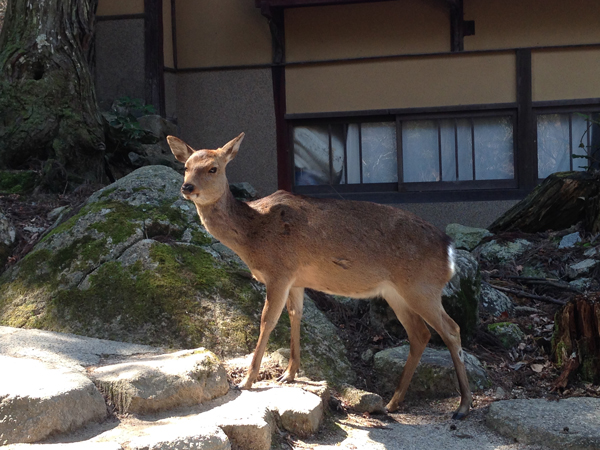 揚げ♡もみじまんじゅう_d0321300_1844077.jpg