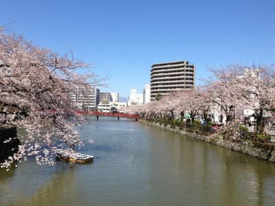 桜と小田原城_c0203401_12482556.jpg