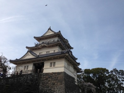 桜と小田原城_c0203401_1250133.jpg