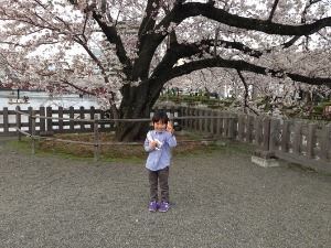 桜と小田原城_c0203401_12514973.jpg