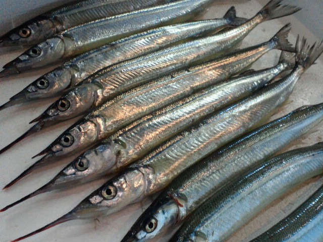 サヨリ 玉島魚市場 お魚情報